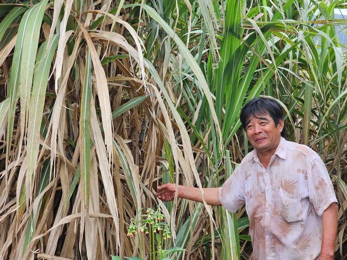 Khởi sắc mía đường: [Bài 7] Tưới nhỏ giọt, năng suất tăng vọt 