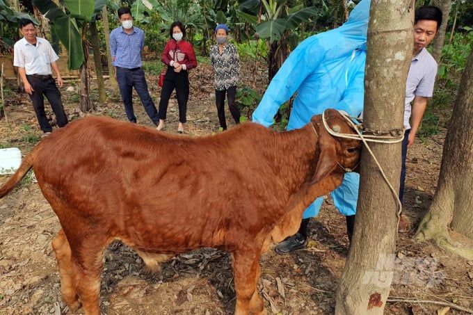 Thú y cơ sở như con bò què chân: [Bài 1] Tan rã hệ thống thú y cơ sở