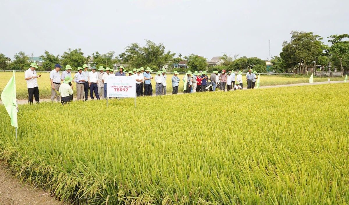 Giống lúa TBR97 năng suất 76 tạ/ha tại Huế