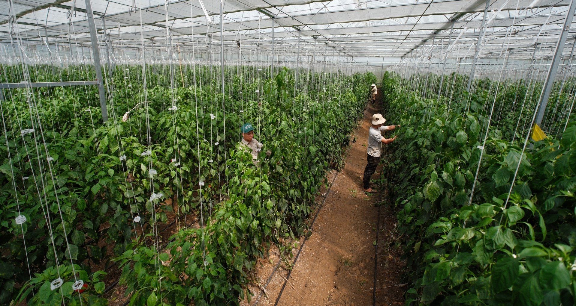 Dự án của FAO góp phần đưa Mộc Châu thành 'Đà Lạt thứ hai”