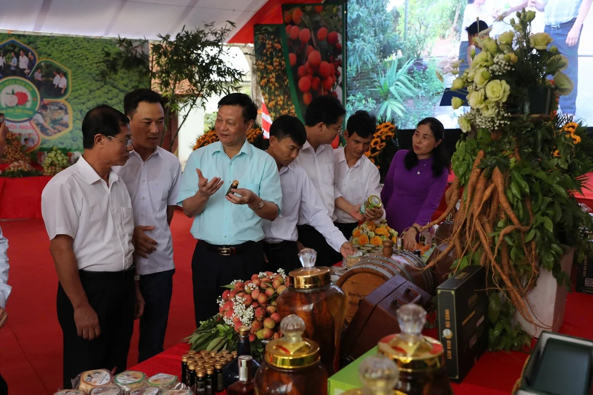 Kết nối, xúc tiến tiêu thụ vải thiều chín sớm Tân Yên