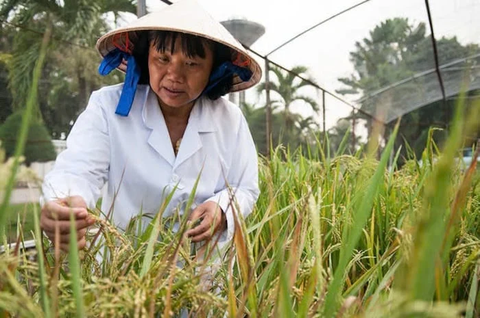 Hợp tác liên vùng cải thiện hệ thống lương thực - thực phẩm ở châu thổ Mekong