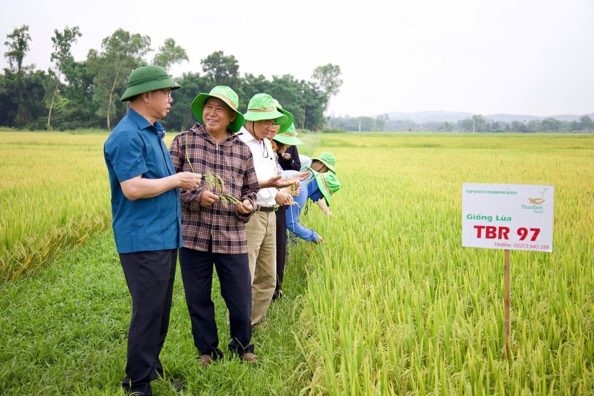 Cùng giống, cùng thời vụ nhưng có ruộng vào chắc và có ruộng lúa bị lép