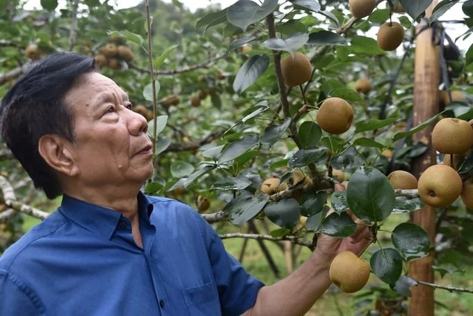 Cải tạo sức khỏe đất và cây trồng để phát triển cây ăn quả