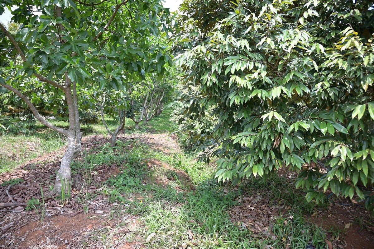 Sản xuất sầu riêng đáp ứng yêu cầu xuất khẩu: Vườn sầu riêng 'nói không' với hóa chất