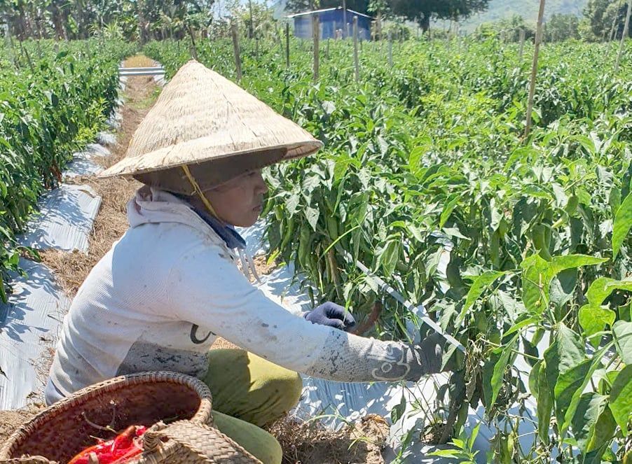 Hỗ trợ hàng tỷ đồng phát triển bền vững vùng trồng ớt