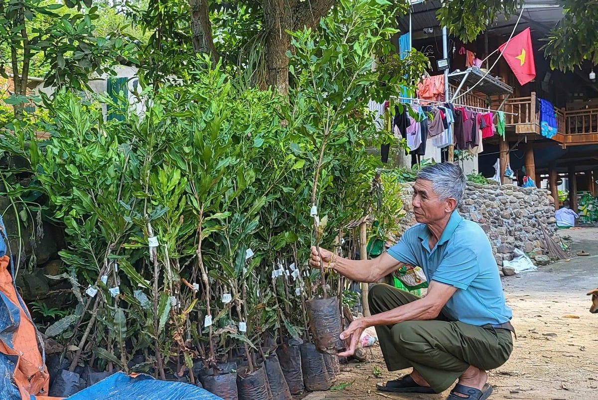 Đánh thức khát vọng thoát nghèo: [Bài 2] Cây mắc ca và hành trình thử thách trên đất nghèo