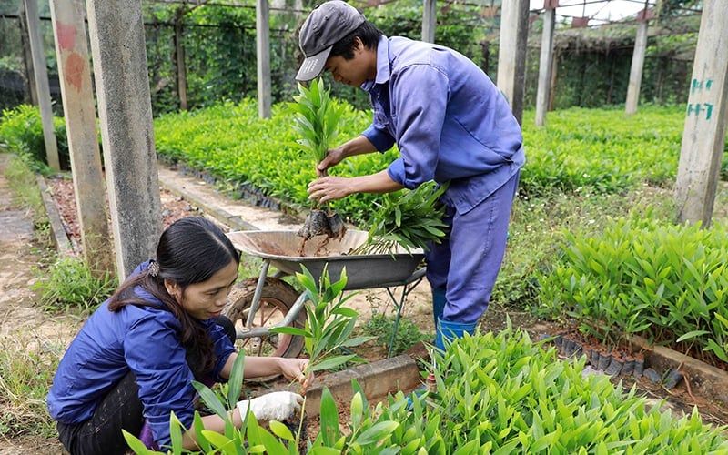 Bộ Nông nghiệp và Môi trường đề xuất giảm phí, lệ phí duy trì hiệu lực bằng bảo hộ giống cây trồng và giấy chứng nhận kiểm dịch động vật