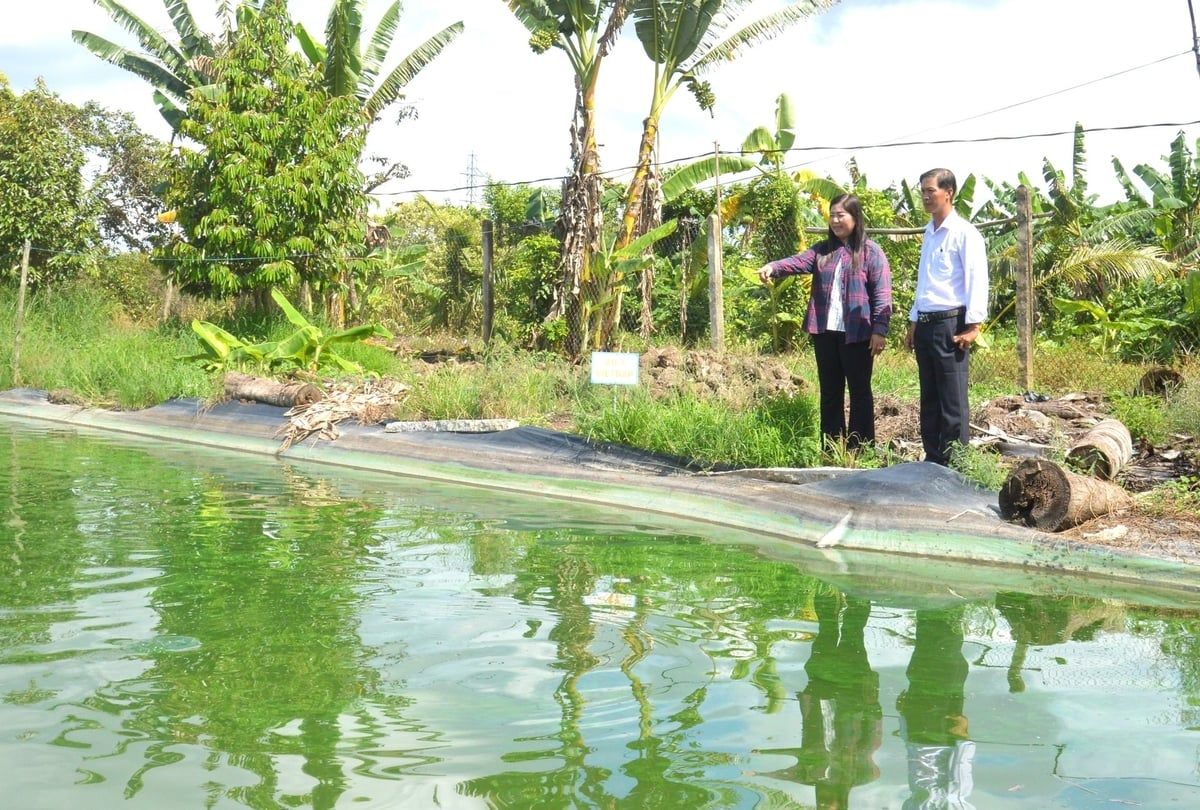 Hậu Giang thực hiện 137 mô hình khuyến nông thúc đẩy sản xuất nông nghiệp