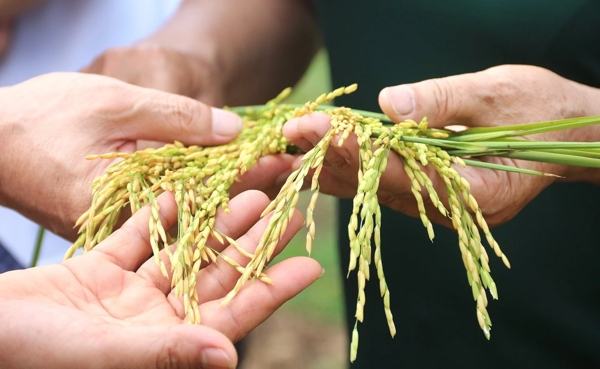 Gạo Ngọc Nương 9 nấu tại ruộng, nông dân trải nghiệm khen 'rất ngon'