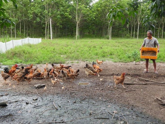 Những nhà nông sáng tạo: [Bài 3] Chăn nuôi kiểu 'cho con này ăn con kia'