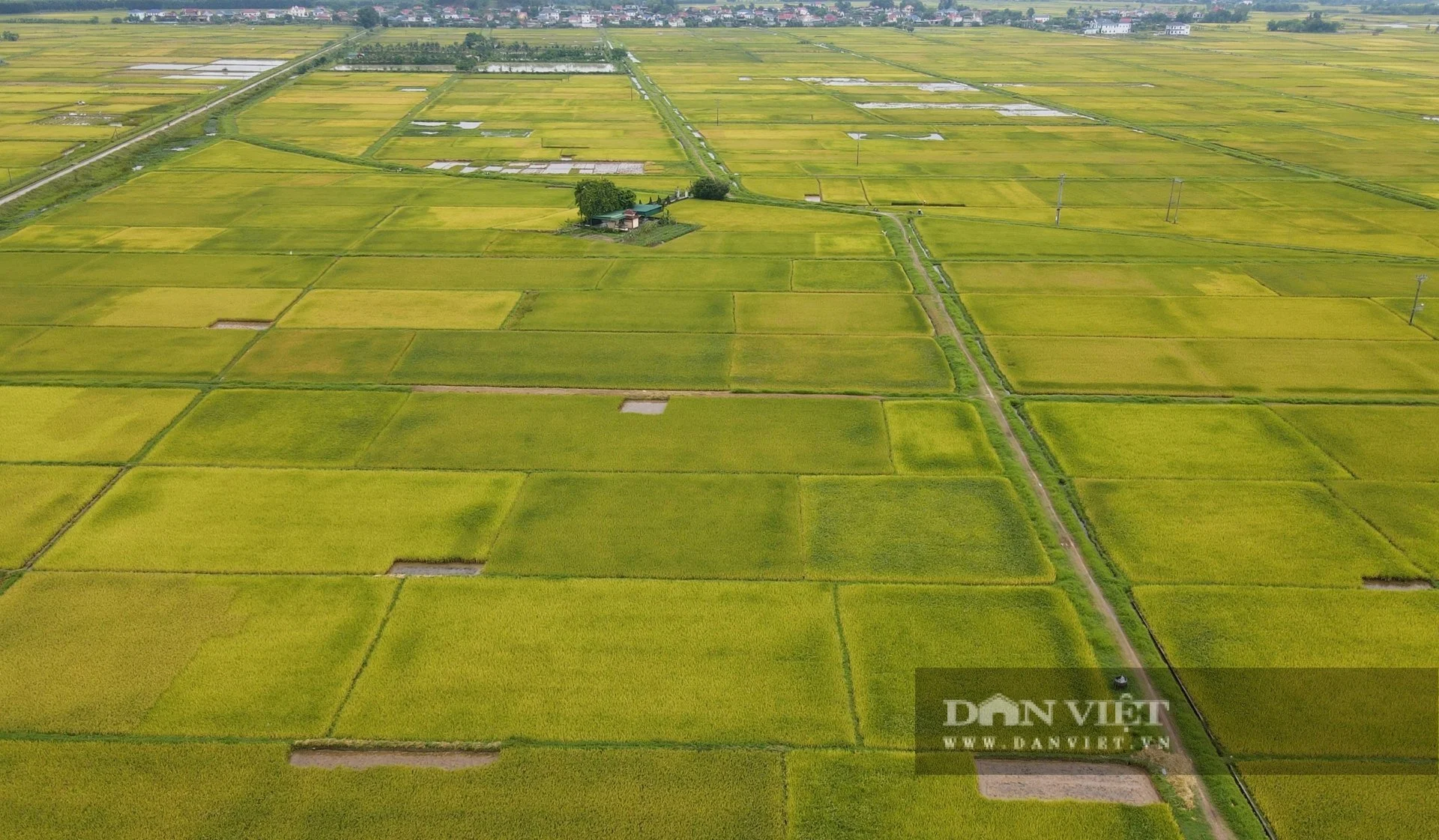 Vụ chuyện lạ ở Nghệ An, hơn 2.700ha lúa ngả vàng mà bông lúa chả chịu cúi đầu, chuyên gia lý giải thế nào?