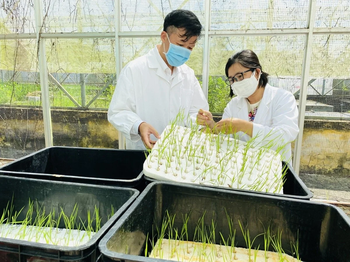 Giống tốt - nền tảng xây dựng thương hiệu gạo Việt
