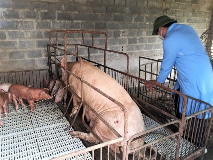 Thú y cơ sở như con bò què chân [Bài 7] Bất cập khi gộp thú y vào Trung tâm Dịch vụ nông nghiệp