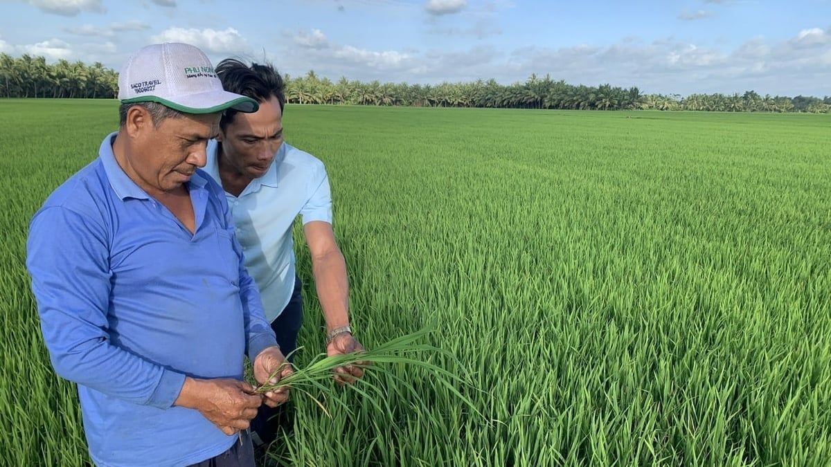 Vĩnh Long hạ mức hỗ trợ sản xuất lúa thích ứng biến đổi khí hậu