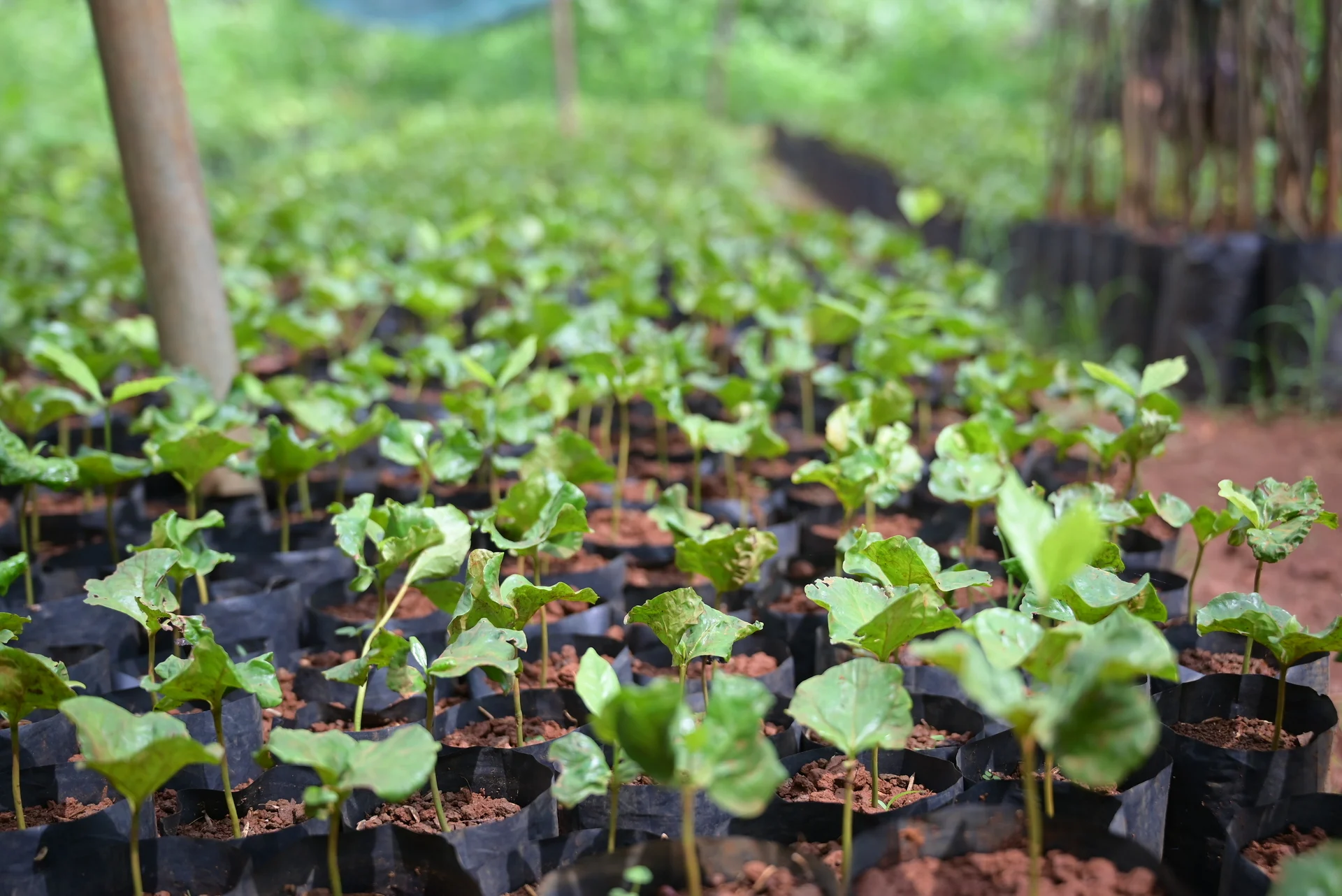 Cà phê trồng mới ồ ạt, lo chất lượng giống