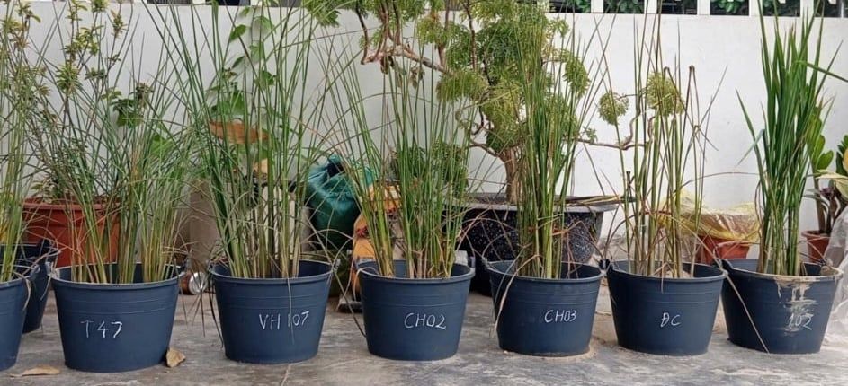 Giống chịu hạn khởi xướng 'cách mạng lam' cho cây lúa