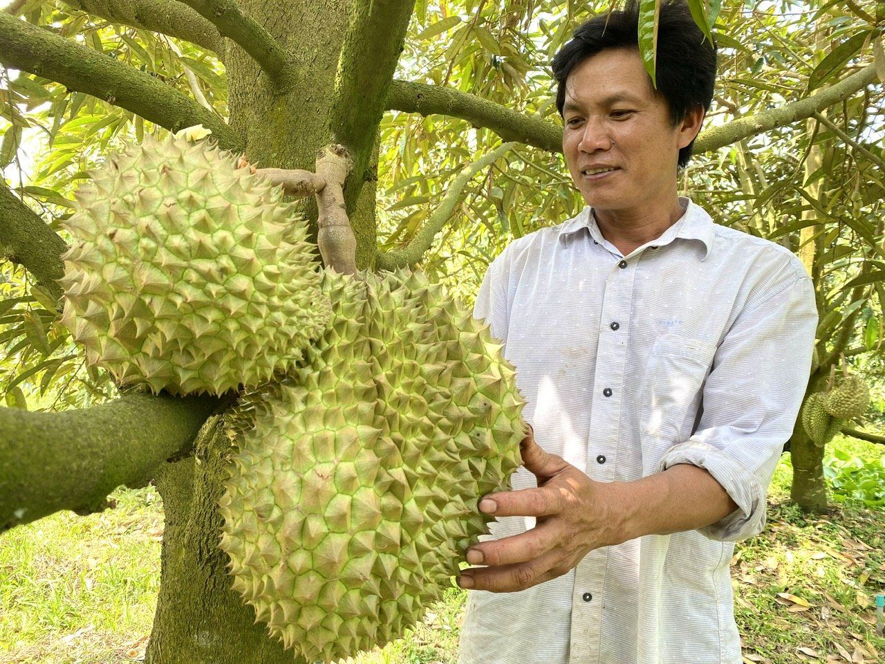 Quản lý nghiêm ngặt quy hoạch, không để sầu riêng phát triển 'nóng'