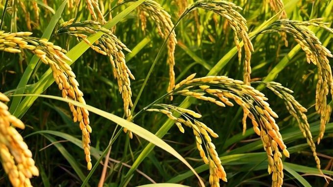 Giá lúa gạo hôm nay 6/6/2025: Lúa tăng nhẹ trở lại