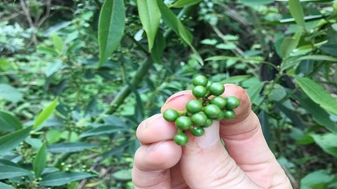 Giá tiêu hôm nay 8/6/2025: Tuần này trong nước giảm mạnh