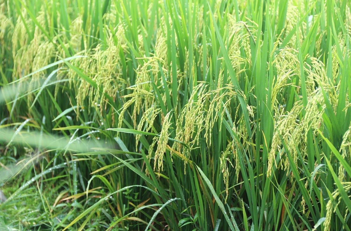 Vinaseed và Quế Lâm hợp lực làm lúa hữu cơ