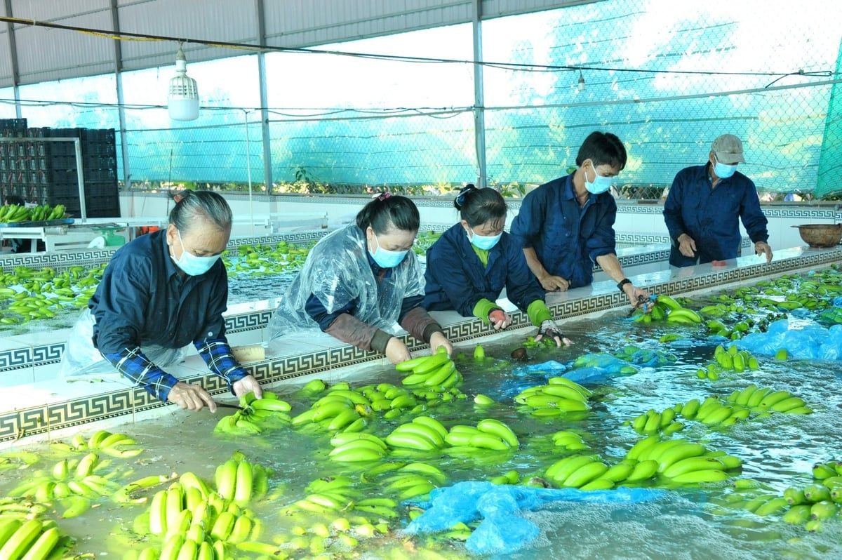 Tín hiệu vui cho nông sản