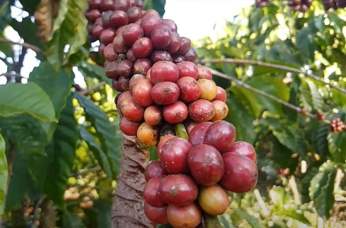 Nông sản Việt Nam trước thách thức thuế đối ứng Tính toán 'thị trường đường xa' cho cà phê Việt