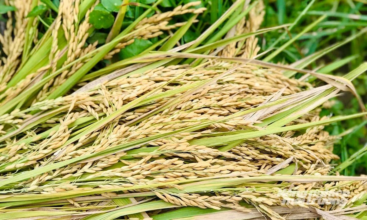 Giá lúa gạo hôm nay 10/6/2025: Không có biến động mới