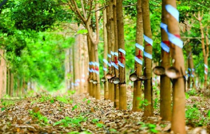 Giá cao su hôm nay 10/6/2025: Trong nước giảm nhẹ