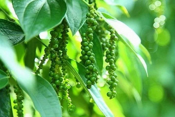 Giá tiêu hôm nay 11/6/2025: Trong nước giảm nhẹ