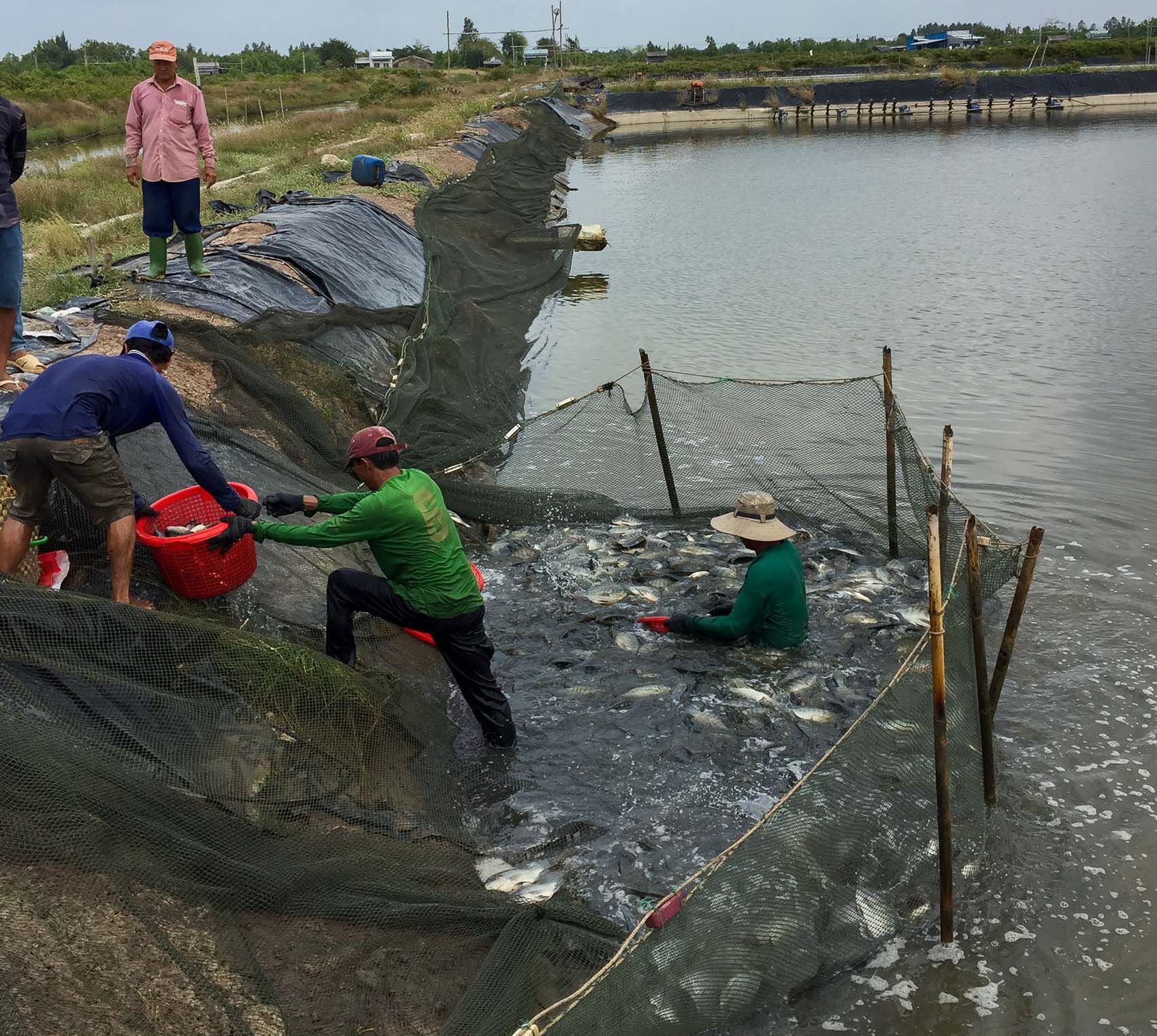 Loài cá dễ nuôi, mau lớn, thịt chắc ở Sóc Trăng, xưa chê lên chê xuống, ngờ đâu lại có cơ hội lớn ra chợ toàn cầu
