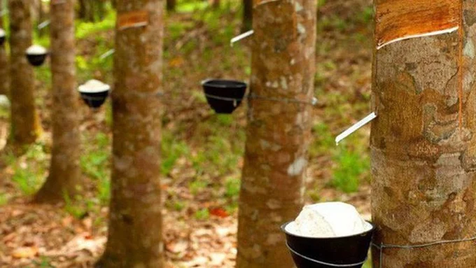 Giá cao su hôm nay 11/6/2025: Tăng mạnh tại Nhật Bản, Trung Quốc