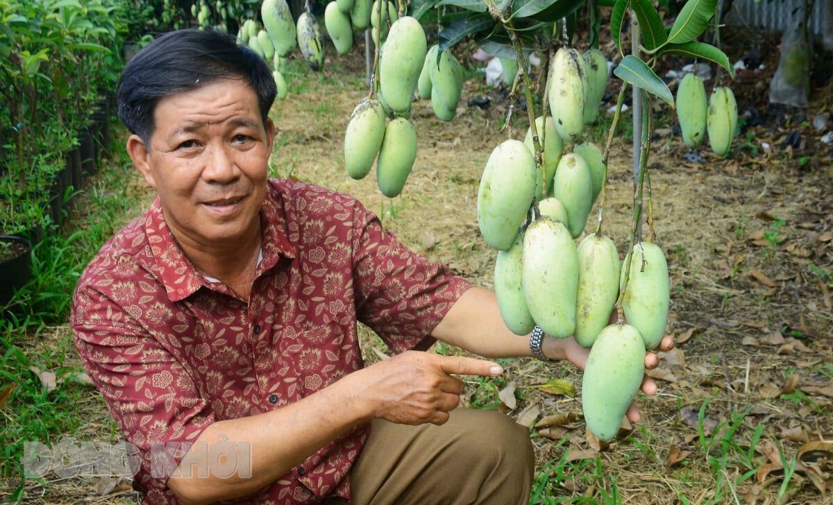 Đây, giống xoài mới lạ ở Bến Tre, cây thấp tè trái thả tha la quá trời, có một cây đầu dòng hiếm có