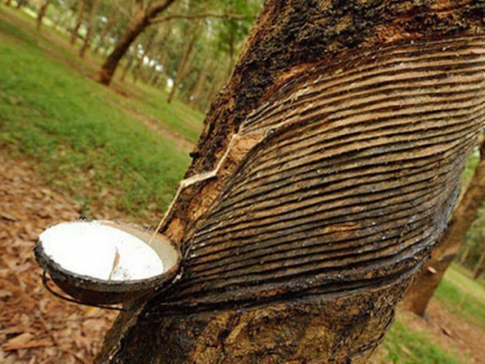 Giá cao su hôm nay 12/6/2025: Đang biến động nhẹ