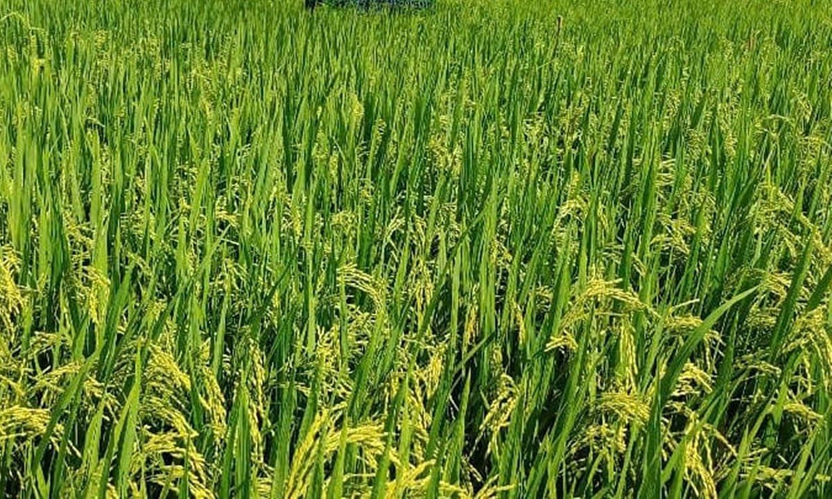 Giá lúa gạo hôm nay 12/6/2025: Giá gạo xuất khẩu giảm tới 5 USD