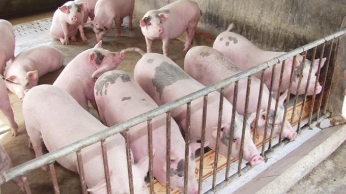 Giá heo hơi hôm nay 13/6/2025: Không có thay đổi mới