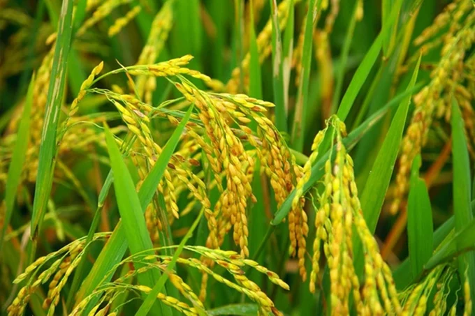Giá lúa gạo hôm nay 14/6/2025: Trong nước bình ổn