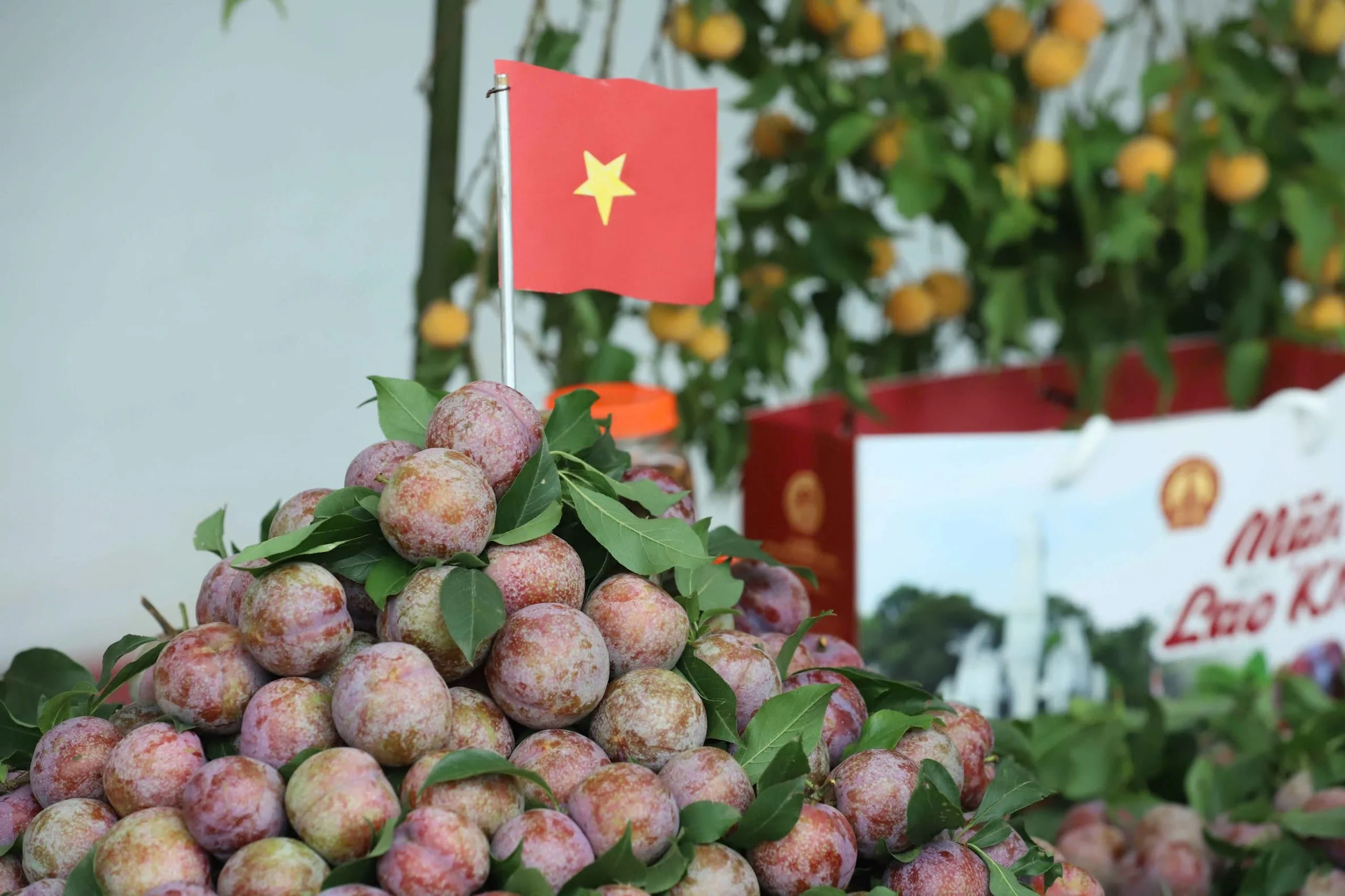 Tìm lối đi cho quả mận Sơn La: [Bài 2] Mận Phiêng Khoài giữ giá, giữ thương hiệu