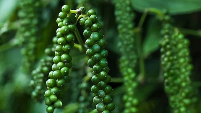 Giá tiêu hôm nay 15/6/2025: Trong nước giảm mạnh