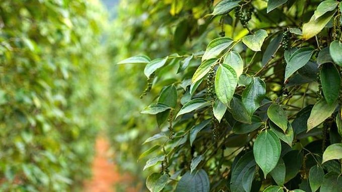 Giá tiêu hôm nay 16/6/2025: Cao nhất ở mức 138.000 đ/kg