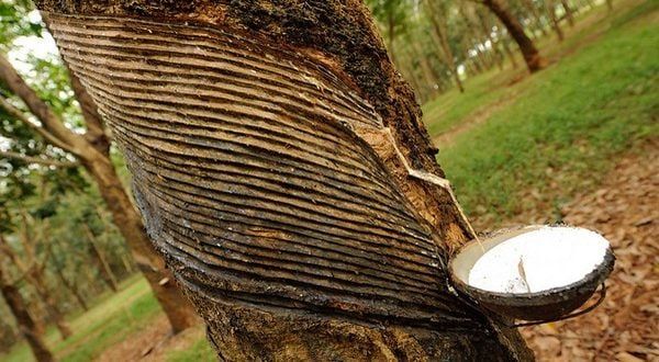 Giá cao su hôm nay 16/6/2025: Không có thay đổi mới