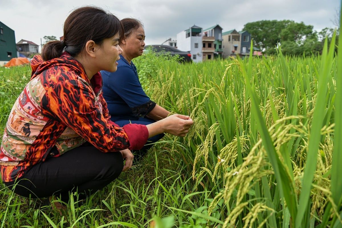 Trở lại cánh đồng không sử dụng thuốc trừ sâu