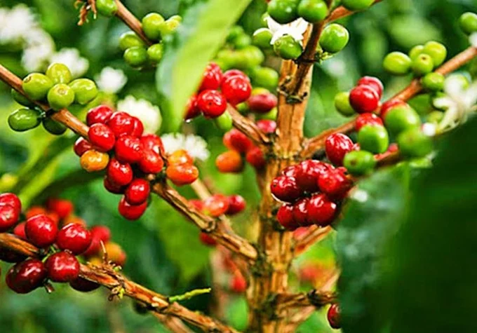 Giá cà phê hôm nay 18/6/2025: Arabica giảm sâu