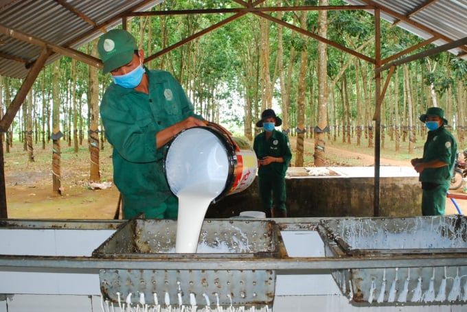 Giá cao su hôm nay 18/6/2025: Tiếp tục đà hồi phục