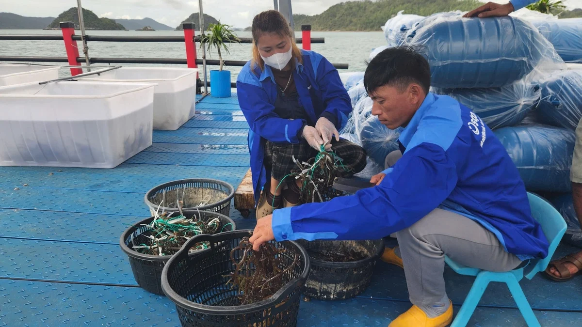 Chuỗi giá trị rong sụn: Nền tảng cho xuất khẩu bền vững