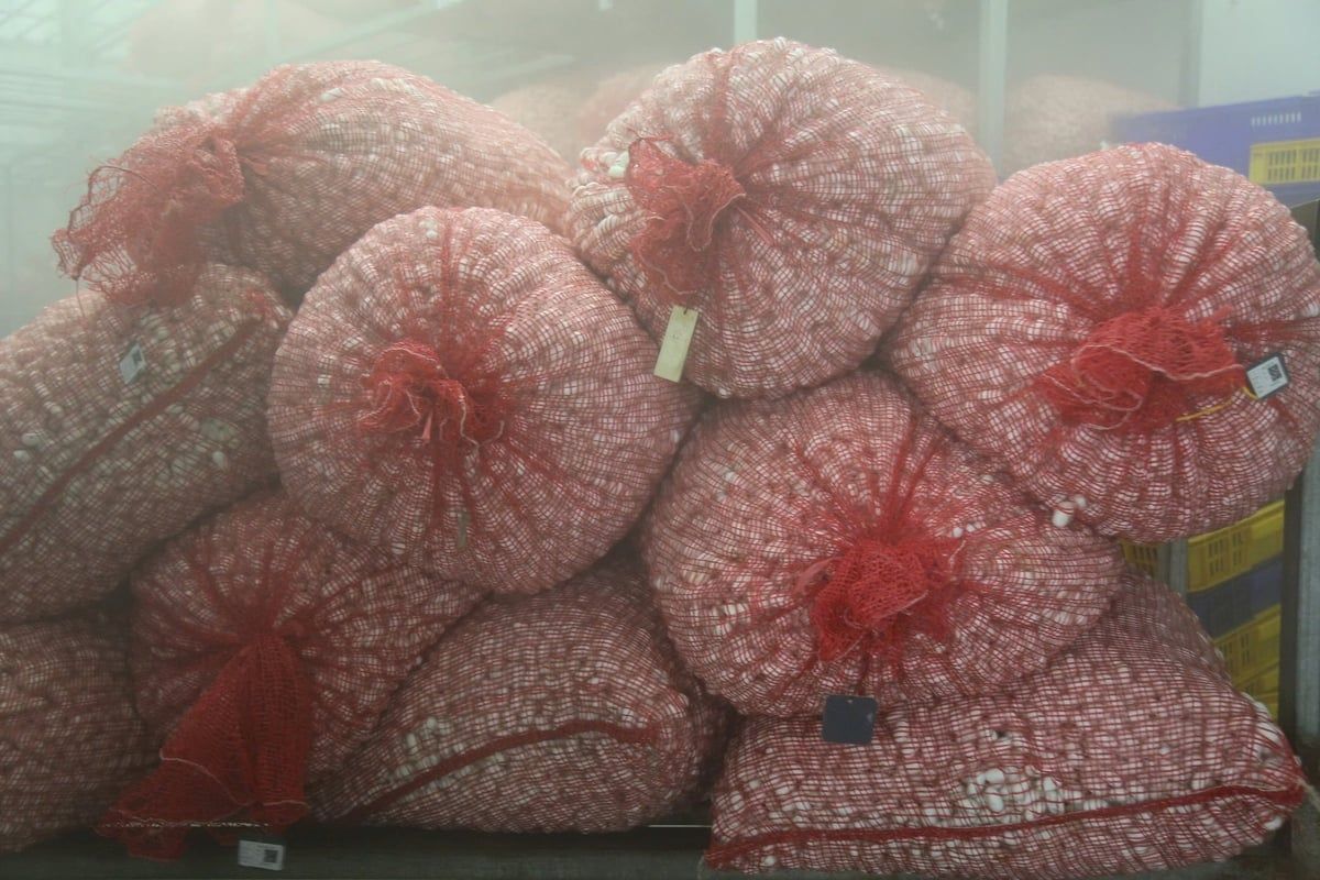 Lũ về 'tặng' phù sa, bãi dâu xanh ngút ngát