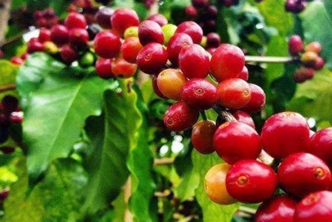 Giá cà phê hôm nay 19/6/2025: Robusta giảm sốc
