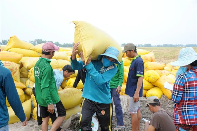 Giá lúa gạo hôm nay 19/6/2025: Đồng loạt tăng