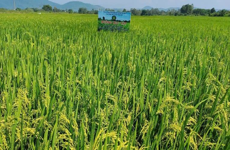 Áp dụng IPHM trong sản xuất lúa, lợi nhuận tăng thêm 5,6 triệu đồng/ha