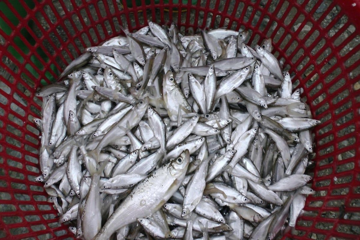 Hồi sinh vựa cá hồ Thác Bà [Bài 1]: Bến cá vắng cùng tiếng thở dài ngư dân